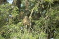 A baboon troop in a dry river bed