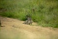 A baboon troop in a dry river bed