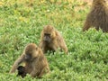 Baboon troop sitting on the ground and feeding at amboseli