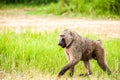 Baboon Uganda Royalty Free Stock Photo