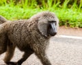 Baboon Uganda Royalty Free Stock Photo