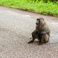Baboon Uganda Royalty Free Stock Photo