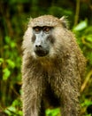 Baboon Uganda Royalty Free Stock Photo