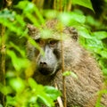 Baboon Uganda Royalty Free Stock Photo