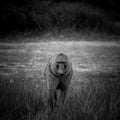 Baboon Uganda Royalty Free Stock Photo