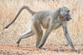 Baboon walking on all fours