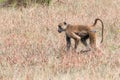 Baboon walking though tall grass