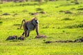 Baboon walks in green savannah in Africa