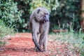 Baboon walks on red sand in kenya