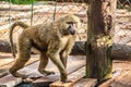 Baboon walks on wooden bridge