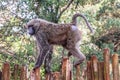 Baboon walks on wooden fence