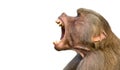 Baboon on white background. Baboon monkey Pavian genus Papio screaming out loud with large open mouth sharp teeth