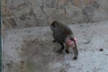 Baboon Zoo Enclosure Walking - A baboon walks across the concrete floor of its enclosure at the zoo. Royalty Free Stock Photo