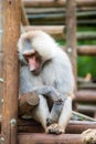 Baboon in zoo