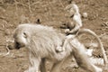 Baboons