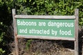 Baboons are dangerous Royalty Free Stock Photo