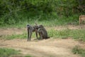 Baboons doing Allogrooming