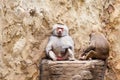 Baboons family hamadryas baboon