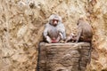 Baboons family hamadryas baboon