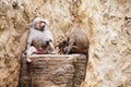 Baboons family hamadryas baboon