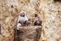 Baboons family hamadryas baboon