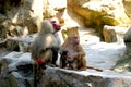 Baboons family with little one sitting Royalty Free Stock Photo