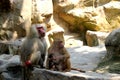 Baboons family with little one sitting