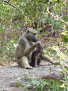 Baboons familly Zambia safari Africa nature wildlife Royalty Free Stock Photo