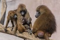 Baboons, a family sitting