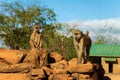 Baboons family . Three babons sitting funny ekspresion