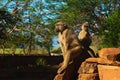 Baboons family . Three babons sitting funny ekspresion