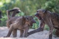 Baboons fighting in Kruger National Park