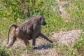 Baboons in the forest in Tanzania