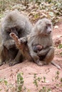 Baboons Grooming Royalty Free Stock Photo
