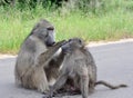 Baboons Grooming Royalty Free Stock Photo