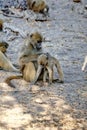 Baboons grooming each other