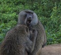 Baboons grooming