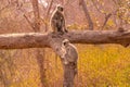 Baboons having a family discussion Royalty Free Stock Photo