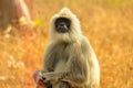 Baboons best ever portrait at a closeup Royalty Free Stock Photo