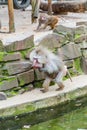 Baboons monkeys feeding in the zoo