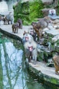 Baboons monkeys feeding in the zoo