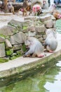 A large group of baboons monkeys feeding in the zoo