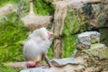 A group of baboons monkeys feeding in the zoo in Cologne