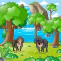 Baboons living in the wilderness