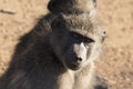 Baboons looking at spectators