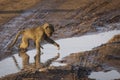 Baboons monkey family on the field during safari in National Park of Serengeti in Tanzania. Wild nature of Africa