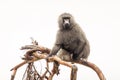 Baboons monkey siting on branch during safari in National Park of Ngorongoro in Tanzania. Wild nature of Africa