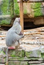 Baboons monkeys feeding in the zoo