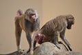 Baboons monkeys sitting on rocks