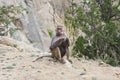 Baboons in The Mountains of South West Arabia